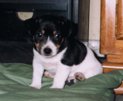Milo in jungen Tagen