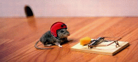 Survivor-Mouse